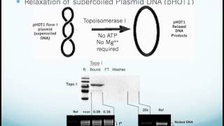 Human Topoisomerase I Assay Kit Application and Use [upl. by Guttery611]