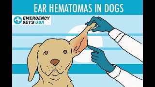 Ear Hematomas In Dogs  What Are They How Does Your Dog Get An Ear Hematoma amp What Is The Treatment [upl. by Margery898]