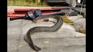 Eel spearfishing I ungurių medžioklė I dalis [upl. by Friday]