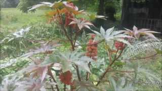 poisonous plants castor bean [upl. by Rexanne]