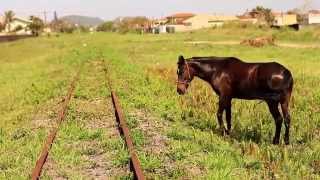 Trailer Descobrir Os Criadores de Saci [upl. by Noscire]