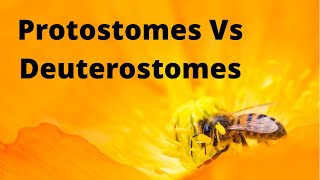 Protostomes amp Deuterostomes  Zoology [upl. by Eitnom]