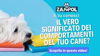 Comportamento del cane i significati nascosti [upl. by Ala504]