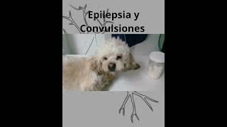 Convulsiones en Perros Neurología Veterinaria [upl. by Hahnert620]