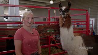 Llama Yoga  2021 Iowa State Fair [upl. by Tsan938]