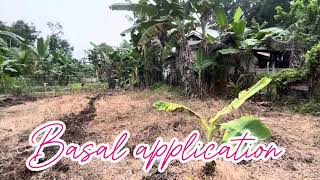 PAG APPLY NG HERBICIDE  GRASS ZERO herbicide grasszero talong farmer bohol up [upl. by Erma]