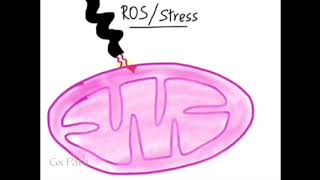 Mechanism of Apoptosis [upl. by Moulden]