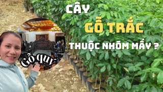 Cây Trắc thuộc gỗ nhóm mấy   Thông Tre 0909364007 [upl. by Rebak]