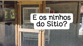 Checando os ninhos que estão no sítio [upl. by Ydualc]