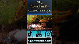 golden barb fish fishtank aquarium youtubeshorts youtube ytshorts new clip fyp tiktok [upl. by Remos]