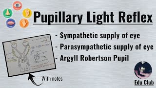 Pupillary Light Reflex  Argyll Robertson Pupil  Special Senses Physiology [upl. by Ecnar973]