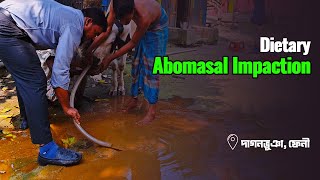 Dietary Abomasal Impaction  Dr Md Abu Bakar Ahad [upl. by Nonnahc]