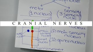 Cranial Nerve Components Nuclei and Locations [upl. by Wood727]