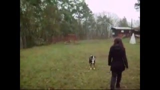 Appenzeller Sennenhunde  training [upl. by Dominik]