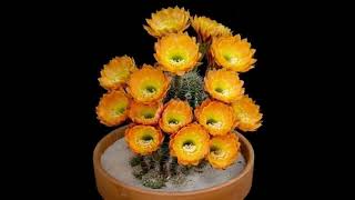 Coccineus cactus cactus flowers Echinocereus Coccineus spectacularvlogger shortvideo [upl. by Sosthena177]