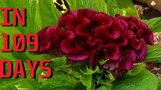 How to grow Cockscomb Celosia argentea var cristata from seeds [upl. by Eirrol]