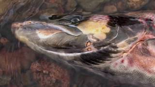 To The Journeys End The Lifecycle of the Atlantic Salmon [upl. by Latton37]