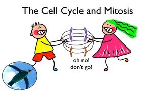 Cell Cycle and Mitosis [upl. by Susanne807]