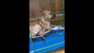 Treatment sick puppy infected parvo virus [upl. by Eecart]