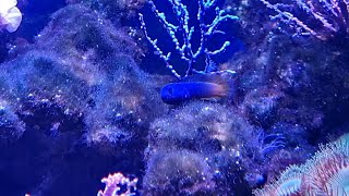 Bicolor blenny Ecsenius bicolor [upl. by Aoh]