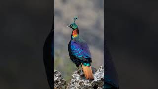 Himalayan Monal pheasant [upl. by Lukash]