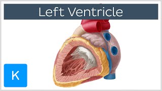 Fetal echocardiography at 1113 weeks Double Outlet Right Ventricle DORV [upl. by Attirb]