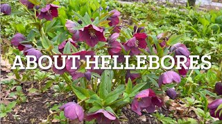 How to Grow Hellebores  5 Easy Care Tips for Stunning Early Blooms [upl. by Sakhuja161]