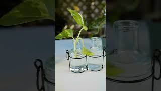 Easily Propagate Pothos for Lush Indoor Growth [upl. by Yhtimit]