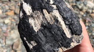 北海道  木や貝が石化した姿に興奮しか生まれない  Japan petrifiedwood coal fossil [upl. by Yevre8]