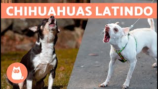 LATIDOS de CACHORROS CHIHUAHUA 🐶🔊 Raiva Feliz e Chorando [upl. by Feldstein153]