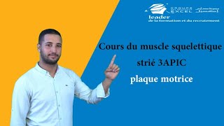 Cours du muscle squelettique strié 3APIC  plaque motrice [upl. by Wylma]