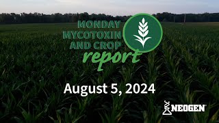 Monday Mycotoxin and Crop Report for August 5 2024 [upl. by Mauricio220]