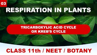 Tricarboxylic Acid Cycle  Krebs Cycle  Respiration in Higher Plants  NEET  CLASS 11th  NCERT [upl. by Dyob52]