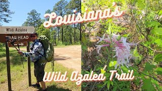 MY longest Trail To Date Louisiana Wild Azalea Trail [upl. by Pagas]