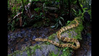 Bothrops taeniatus  Speckled Forest Pit Viper  Mapanare Liquenosa [upl. by Jerald515]