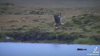 White Tailed Eagle being mobbed by a Buzzard North Uist Outer Hebrides [upl. by Thisbe]