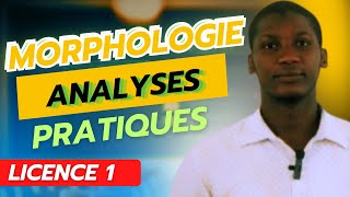 Analyses en Morphèmes Cas pratiques [upl. by Iruam643]