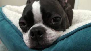 Sad Boston Terrier After Vet Visit [upl. by Elumas]