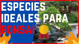 🌳las MEJORES 20 ESPECIES IDEALES para HACER BONSAI🌳MUY BIEN EXPLICADO✔✔ [upl. by Siravaj]