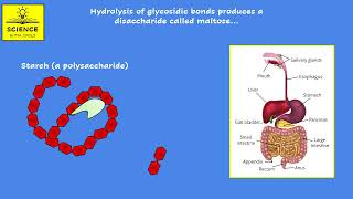 DIGESTION AND ABSORPTION  carbohydrates animation [upl. by Ethelin]