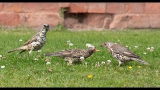 Mistle Thrush Bird Call Bird Song [upl. by Ariait639]