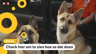 Het is wereld hondendag deze honden redden levens [upl. by Bullivant]