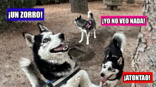 😱¡Hemos visto un ZORRO🦊 Haciendo el HUSKY 🐶 [upl. by Ahkos]