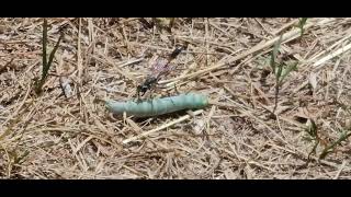 Threadwaisted Sand Wasp tries to lift too much and goes nowhere fast Genus Ammophila [upl. by Flss]