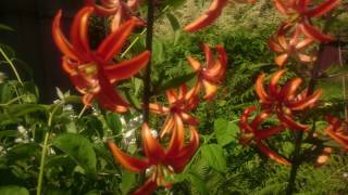 Lilium martagon Arabian Night [upl. by Laeno]