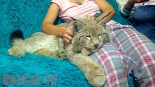 A GIRL IS PETTING HER LYNX [upl. by Enutrof]