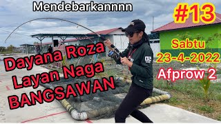 DAYANA ROZA layan Naga BANGSAWAN Afprow 2 bagan pasir tg karang Selangor🏆 35 ekor Naga tumpas😂 [upl. by Clementius]