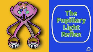 The Pupillary Light Reflex [upl. by Yeblehs]