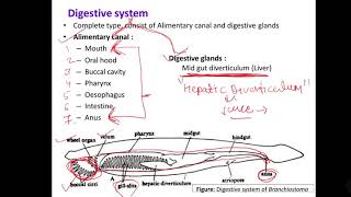 9 Branchiostoma digestive system [upl. by Kal]