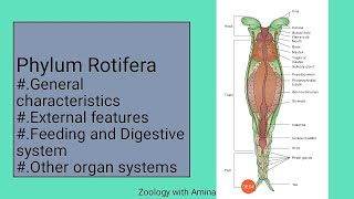 A brief introduction of Phylum Rotifera  Characters external structure and digestion in Rotifers [upl. by Vitoria]